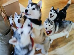-Husky Go! 哈士奇体验馆·宠物咖啡厅狗咖