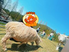 -神户市立六甲山牧场