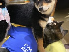 -逗柴咖啡屋·狗咖猫咖宠物桌游