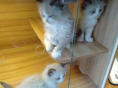 -猫十亿·布偶金渐层·曼基康矮脚猫舍(青年路店)