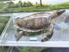 -国家自然博物馆