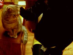 android_upload_pic-猫色咖啡·猫咖