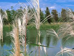 -春花秋色城市公园
