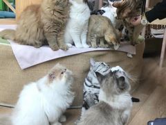 -宠爱多约克夏马尔济斯泰迪小型犬专卖