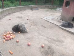 -青藏高原野生动物园