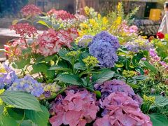 -上海共青森林公园