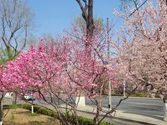 -清真喜兰老丁羊汤特色小吃