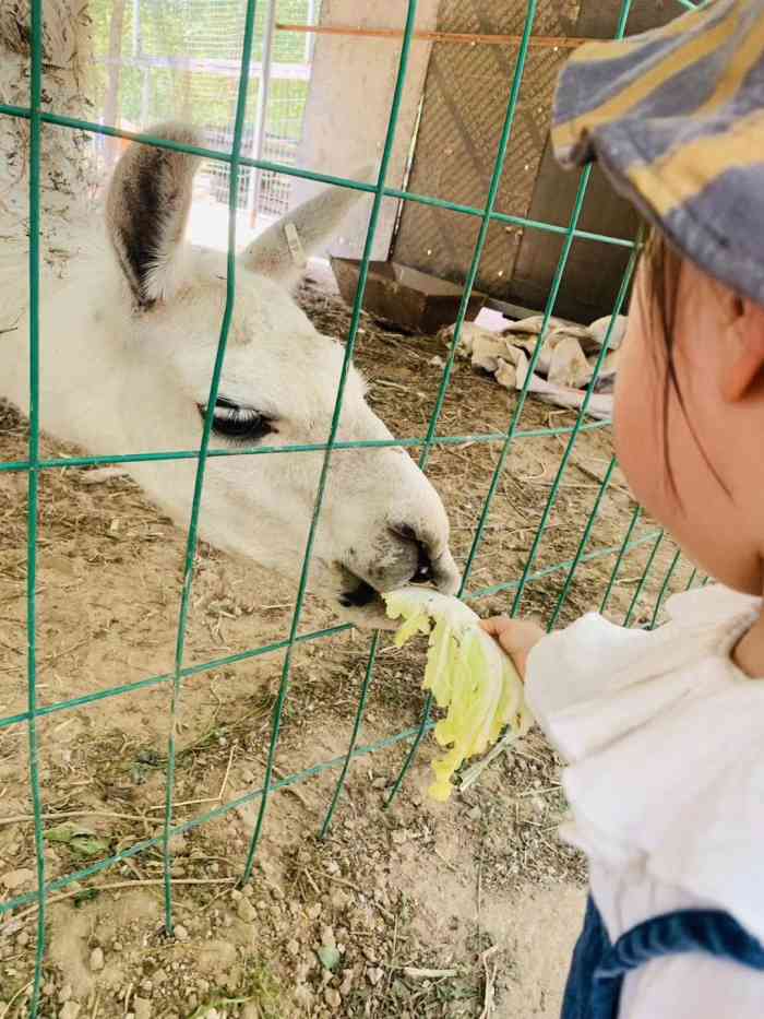 鹊华开心农场-"假期和朋友带孩子来烧烤,家里准备好食材和.