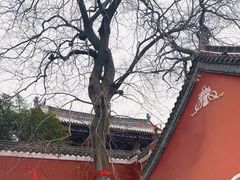 -长春观