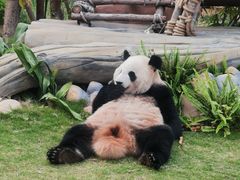 -灵玲国际马戏城