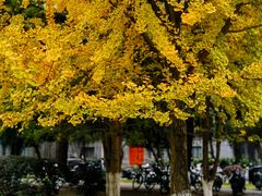 -四川大学(望江校区)