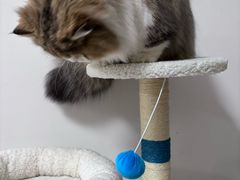 -伟伟宠物医院·瑞派猫友好医院·猫科(光谷店)