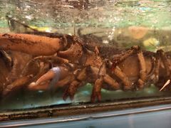 -德兴海鲜渔港(辉煌大厦店)