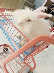 -Moni星球萌宠·小马宝莉·灵蛇·高端高阶全萌宠互动体验俱乐部(红豆国际广场店)