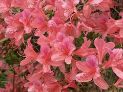 -南汇桃花村