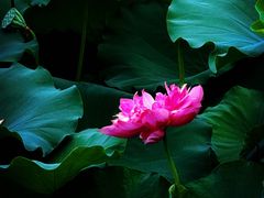 -荔湾湖公园