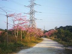 -长洲岛