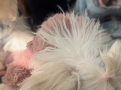 -佳雯宠物医院·皮肤科·内外科(春晓路分院)