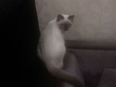 android_upload_pic-吱咖啡西式简餐