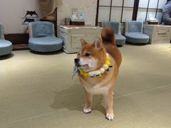-逗柴咖啡屋·狗咖猫咖宠物桌游