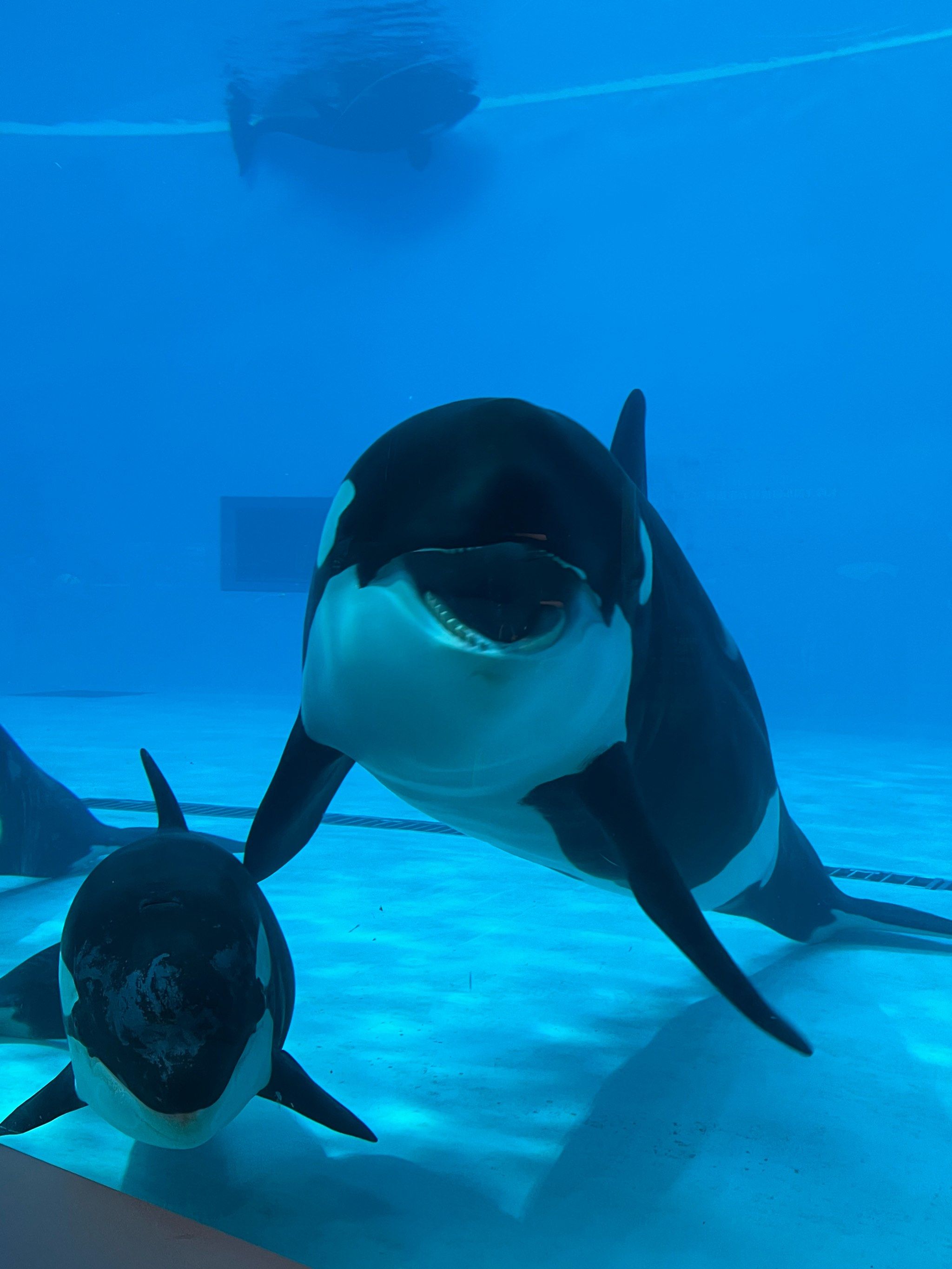 这不,抽了个空就特地过来看虎鲸宝宝了,马上就get到了同款吐舌头的