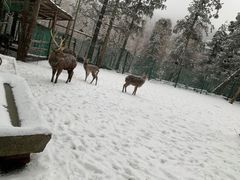 -武陵山森林公园