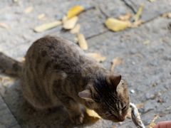 -宝通禅寺