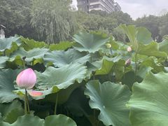 -陈家山荷花公园