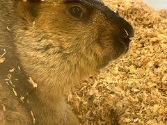 -怪兽屋·羊驼·猫咖·狗咖(俊华广场店)