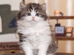 -小猫来了·猫舍(红山六九七九店)