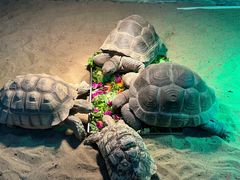 -上海大自然野生昆虫馆