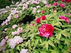 -莲花池公园