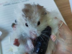 -美奈小馆·越南料理(福田星河COCO Park店)