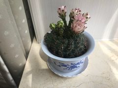 -金陵花卉交易市场