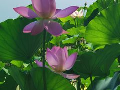 -莲花池公园