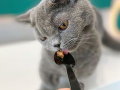 -飞行喵MR PILOT|猫舍·猫咖(静安大融城店)