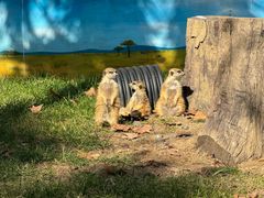 -常州淹城野生动物世界