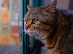 -喵屿·大理花园猫咖