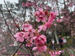 -狐尾山公园