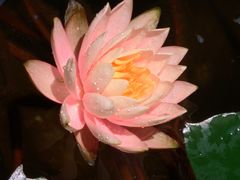 -慢丽江·云南野生菌土鸡锅(西山店)