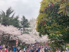 -武汉大学-樱园