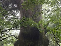 -天目山大树王景区