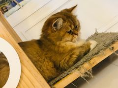 -平行世界·猫咖(首经贸店)