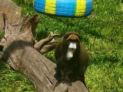 -西安秦岭野生动物园