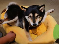 -逗柴咖啡屋·狗咖猫咖宠物桌游