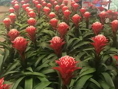 -荷兰花海