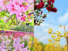 -天适樱花悠乐园