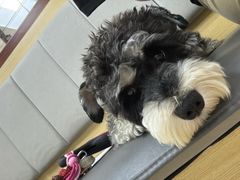 -美联众合动物医院·24h转诊中心