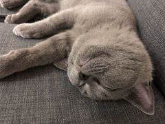 -lincat·猫舍(广州店)