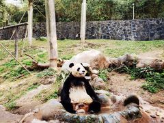 -都江堰中华大熊猫苑